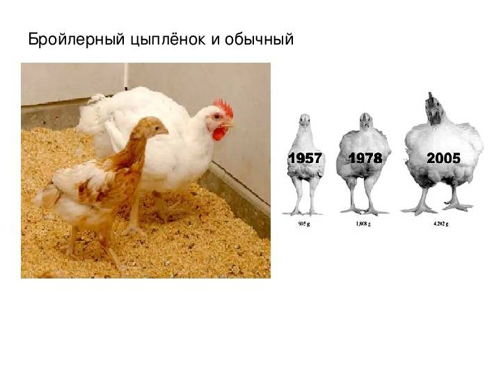 В чем отличие бройлера от курицы. отличия бройлера от курицы: что нужно знать о гибридах