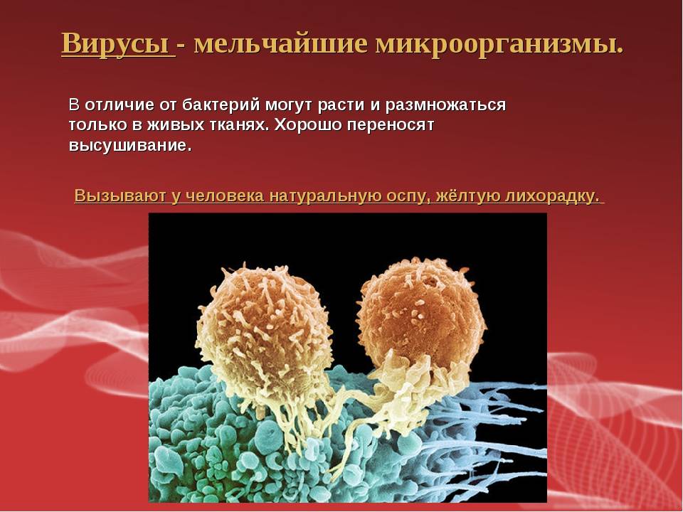 Вирусы, микробы и бактерии: в чем отличия?