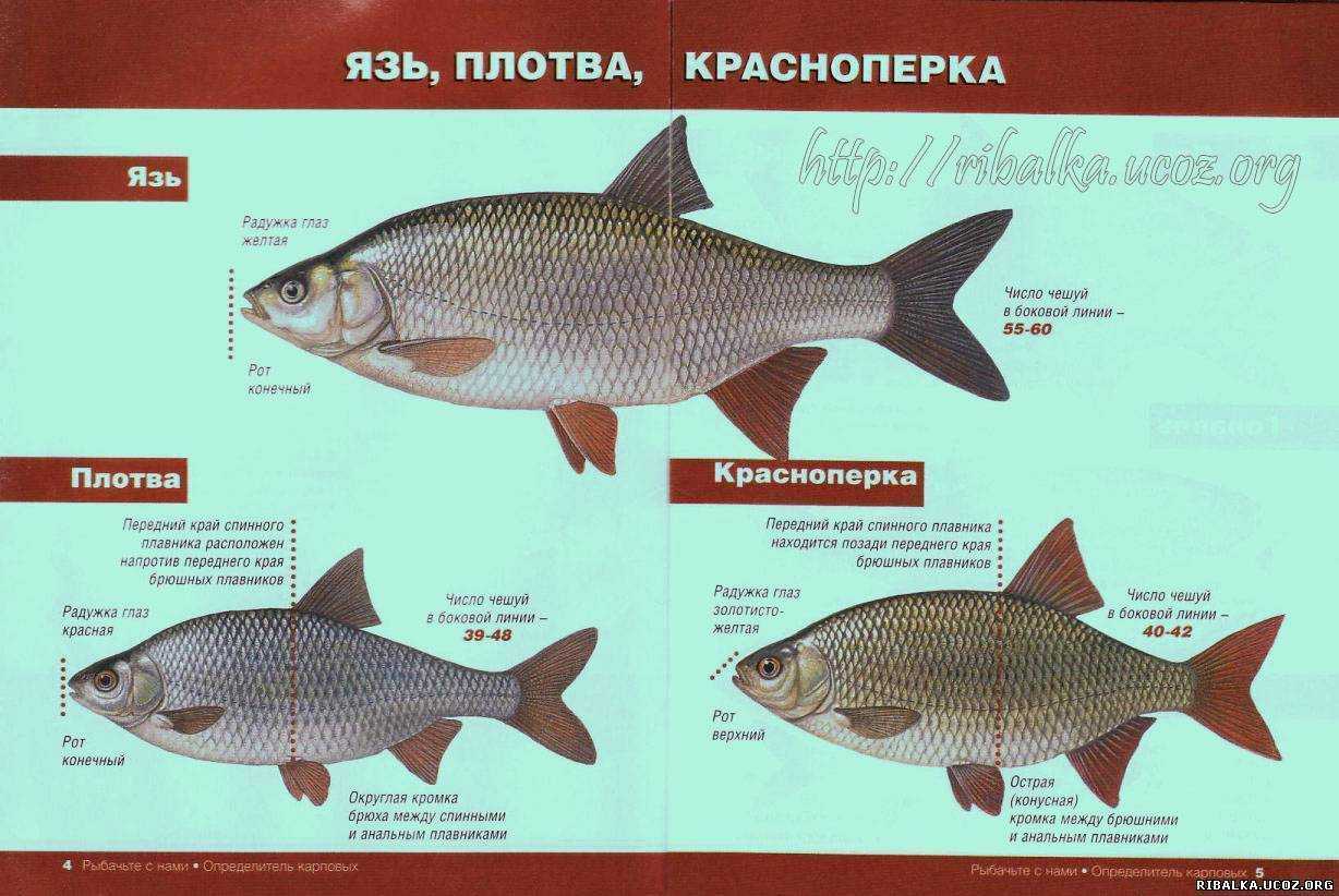 Красноперка: нерест, места обитания, образ жизни, фото и описание красноперки, плотва и красноперка отличия
