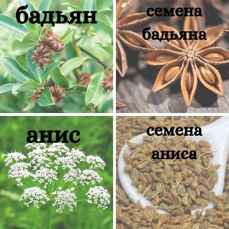 Анис: полезные свойства и противопоказания плодов и семян