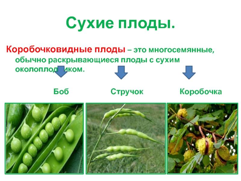 В чем отличия между стручком и бобом — особенности, разновидности и применение