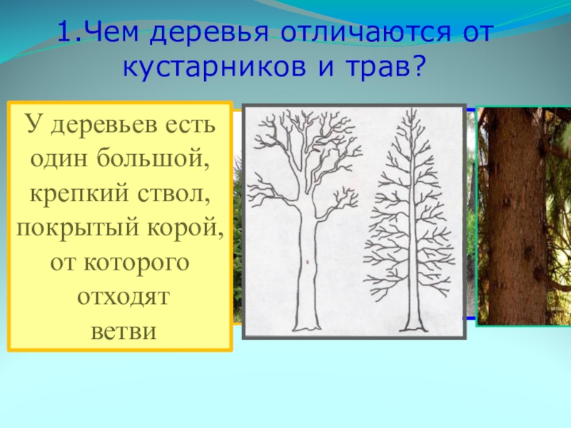 Чем отличается дерево от кустарника? найдем ответ на этот вопрос