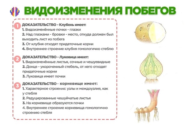 Органы растений. часть 2