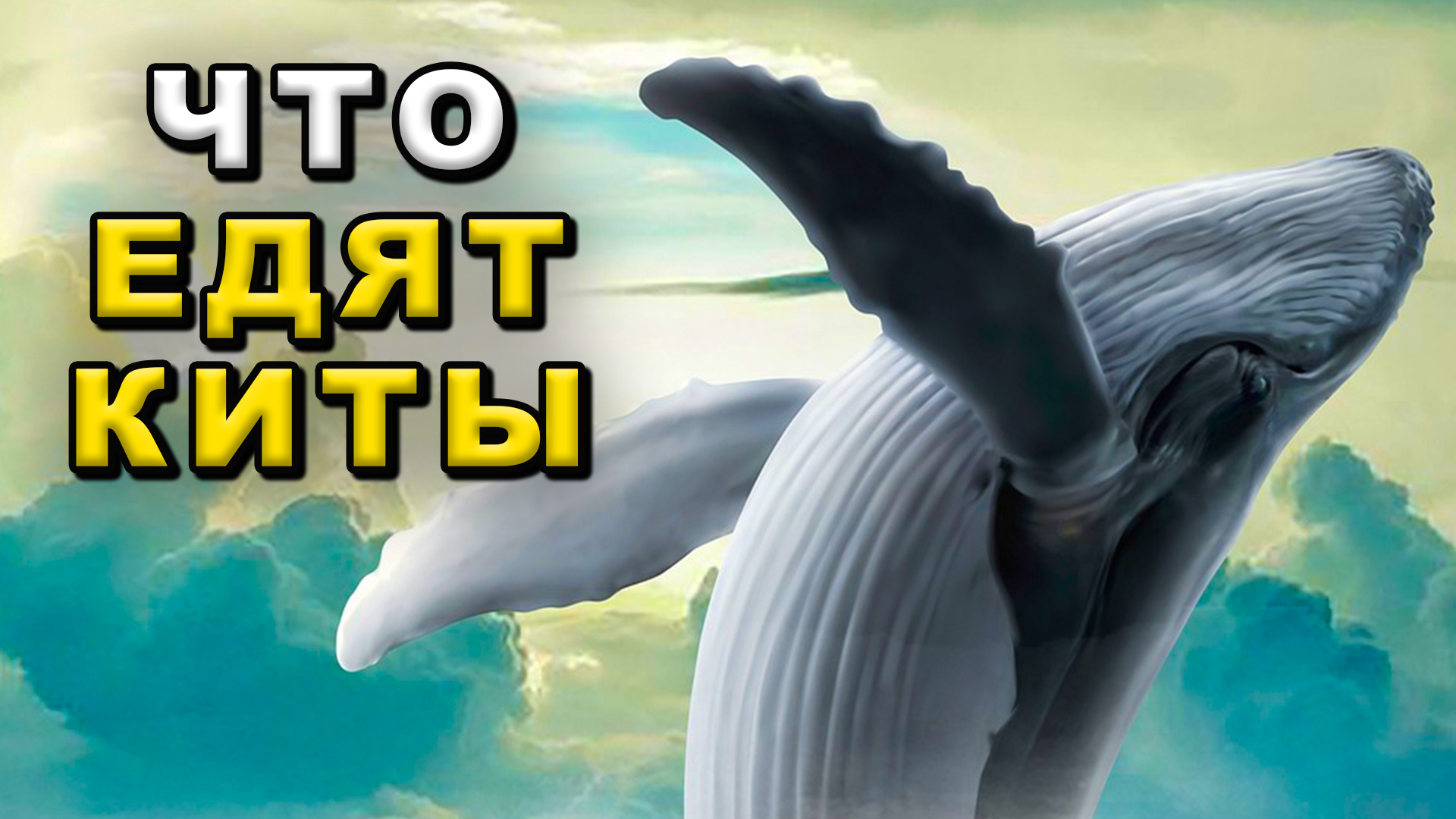Удивительный мир китов: факты, особенности и места обитания