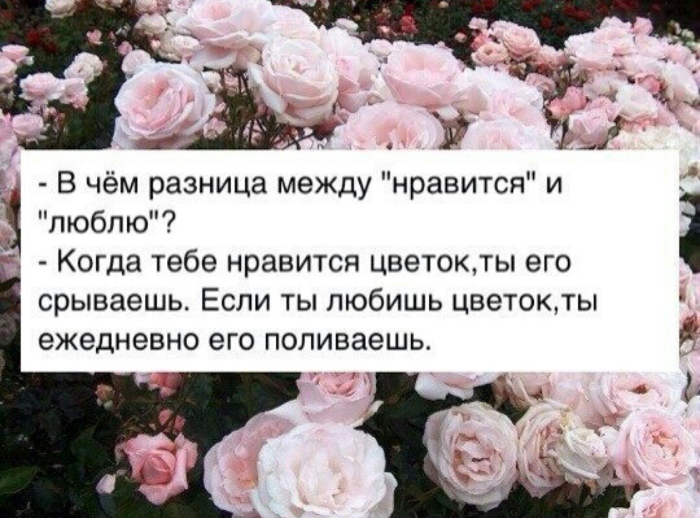 Что является более сильным чувством: любовь или обожание?