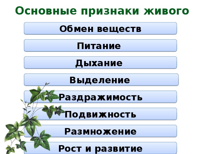 Чем живая природа отличается от неживой: разница между организмами и объектами