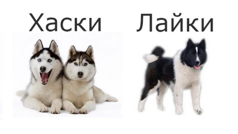 Лайки текст нкей. Хаски и лайка отличия. Хаски лайка маламут отличия. Сибирская лайка отличие от хаски. Разница хаски и лайки.