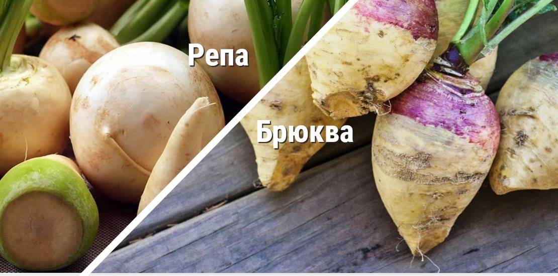 Чем отличается редька от репы – основные признаки