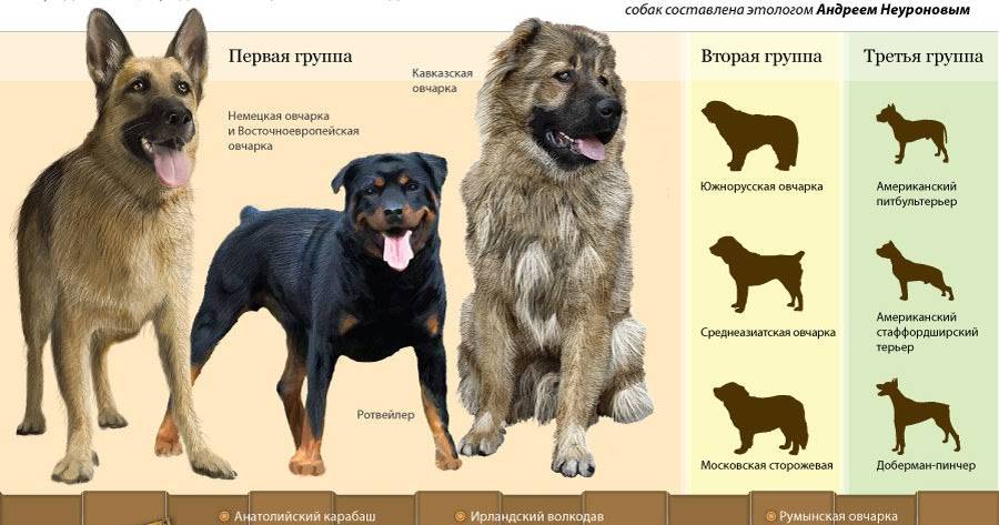 Как правильно выбрать породу собаки для вашей семьи