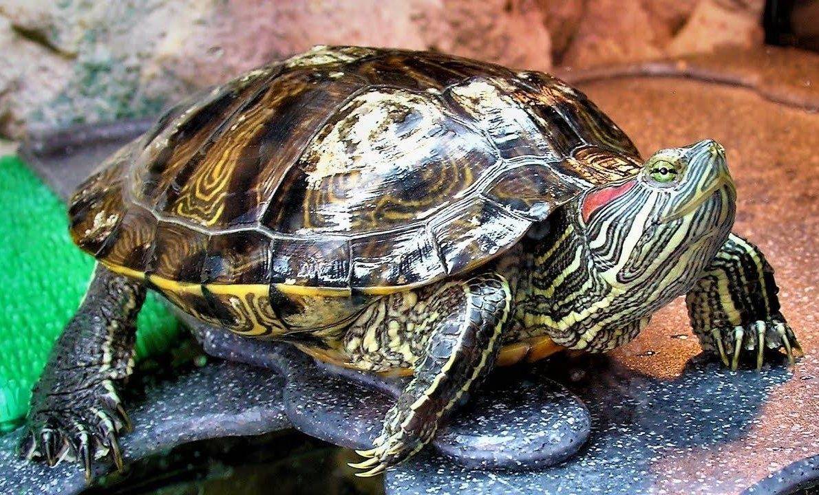 Чем кормить красноухую черепаху, в домашних условиях