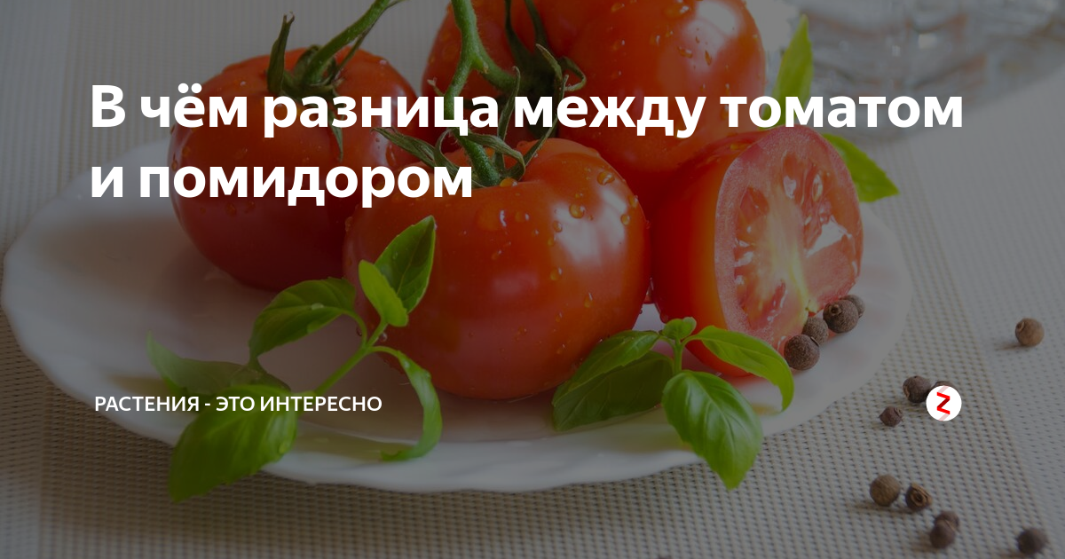 Разница между томатом и помидором - отличия и сравнение фактов