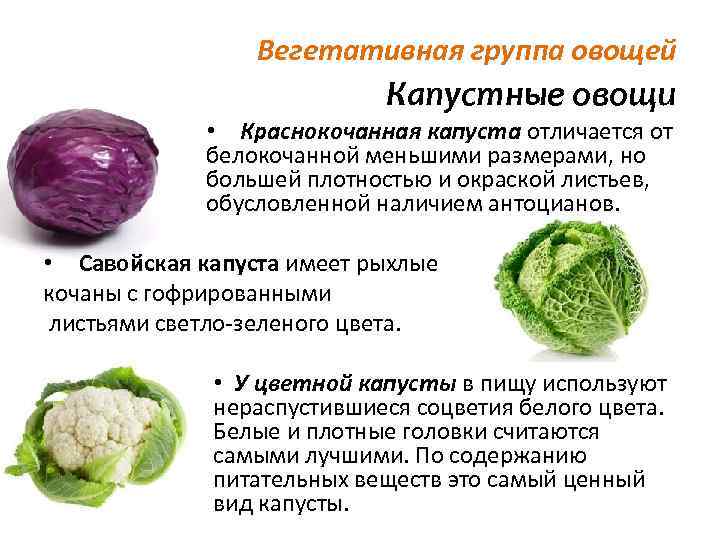 10 отличий брокколи от цветной капусты: в чем разница - вкус, полезные свойства, калорийность, что лучше - иди в сад