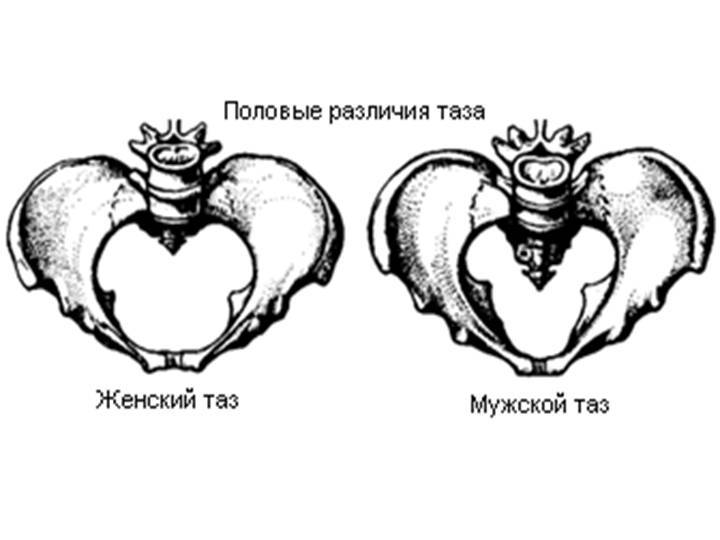 Чем отличается мужской таз от женского