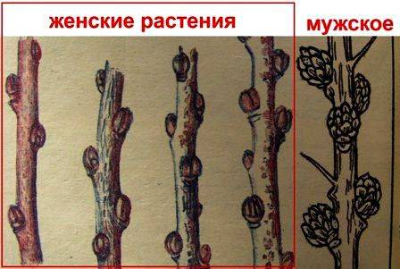 Облепиха мужская и женская: в чем отличие?