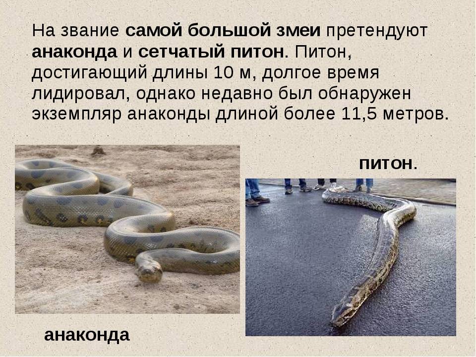 Разница между питоном и удавом. удавы и питоны