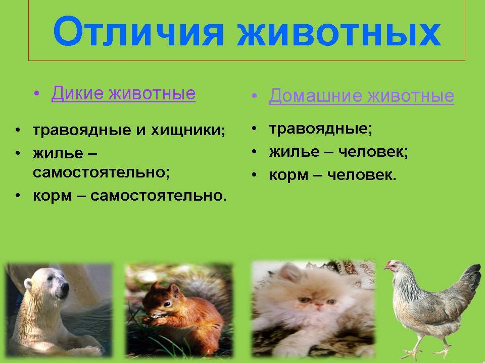 Чем птицы отличаются от зверей. о птицах