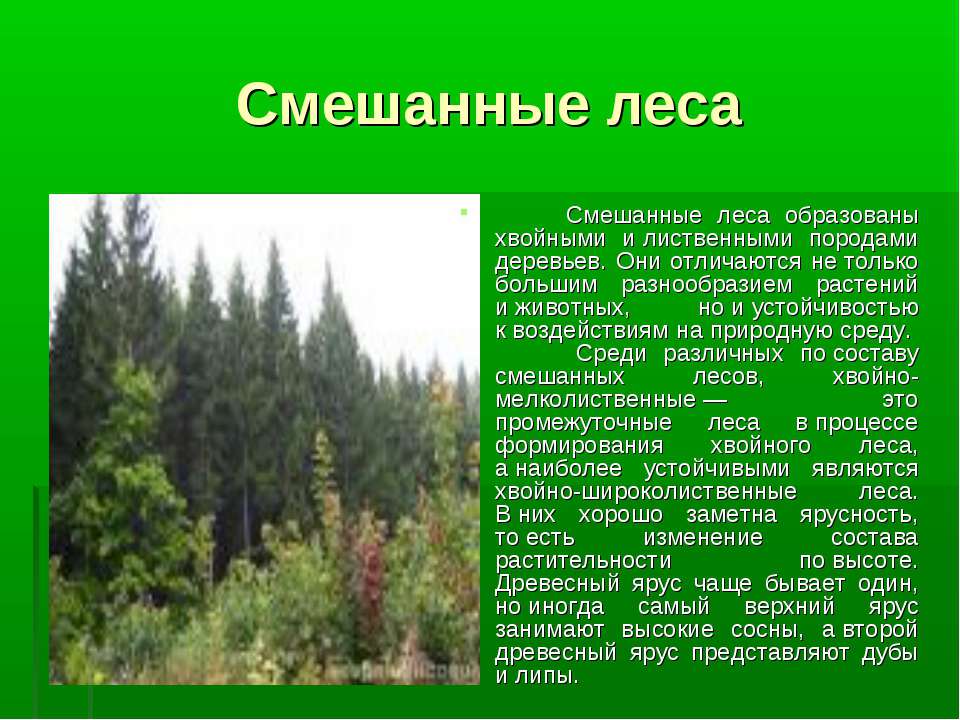 Смешанный лес
