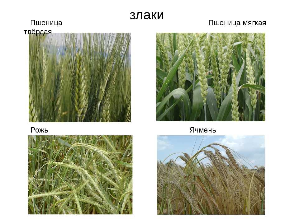 Чем отличаются мягкие и твердые сорта пшеницы?