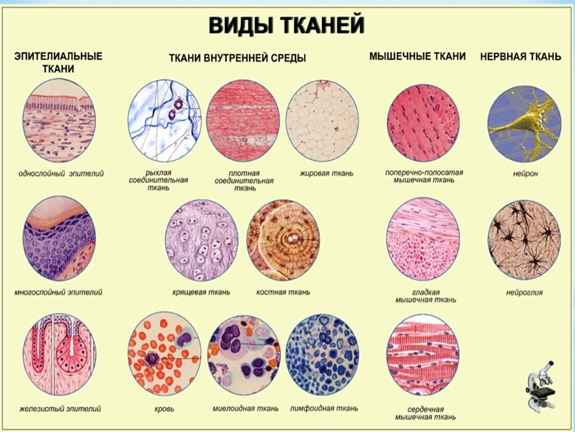 Ткани  в биологии и их функции: основные виды, краткие сведения об особенностях строения