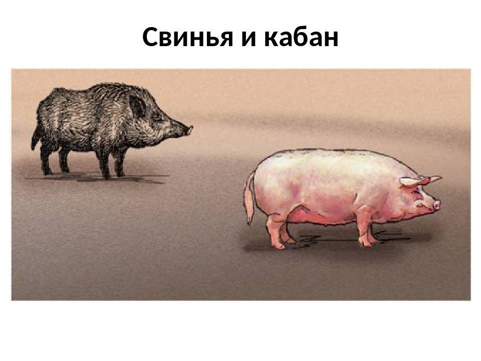 Чем отличаются домашние животные от диких? понимаем разницу