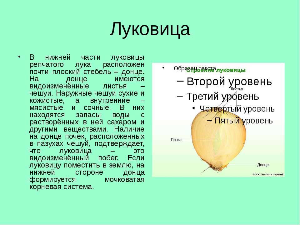Видоизменения корней и побегов на егэ