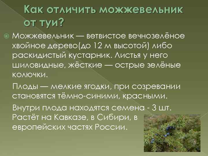 Туя или можжевельник — что выбрать?