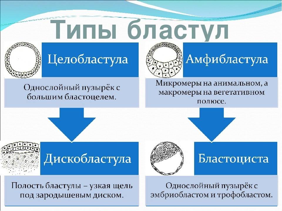 Чем отличается дробление от митотического деления клетки