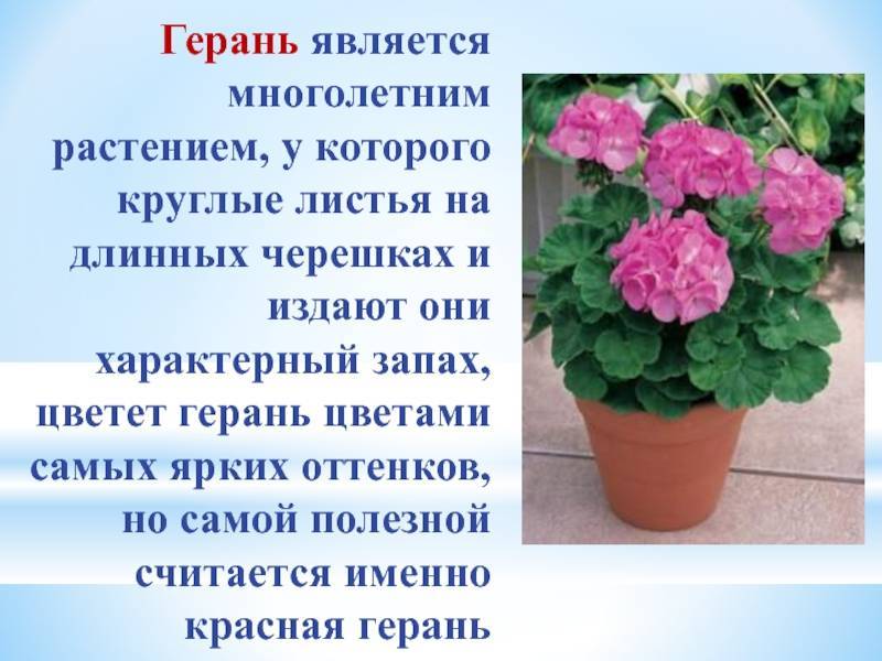 Пеларгония: разновидности, выращивание, правила ухода и размножения