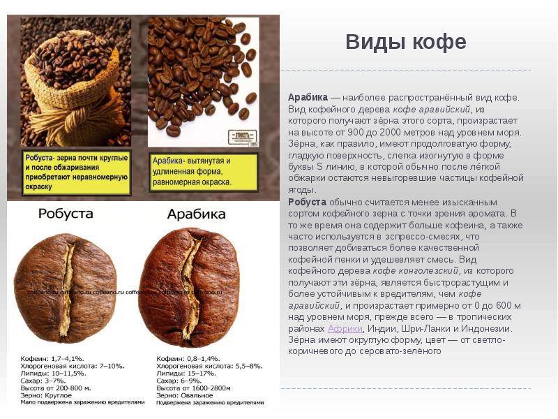Арабика и робуста, история, различия зерен, вкуса готового напитка