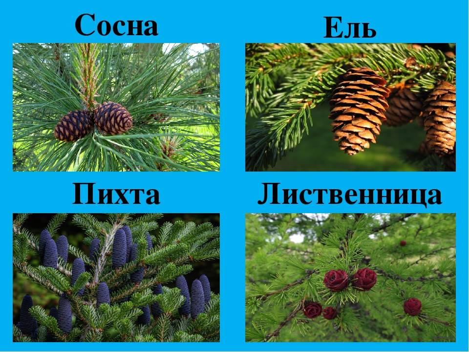 Виды лиственниц: сибирская, европейская, даурская, их характеристики и свойства