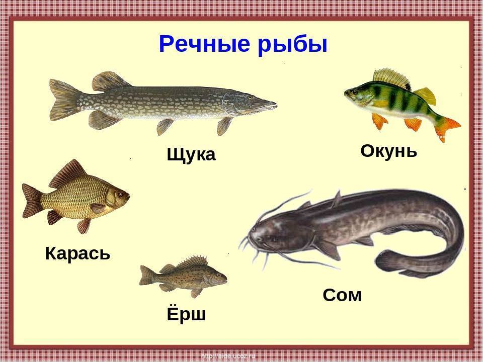 Отличия морских рыб от речных