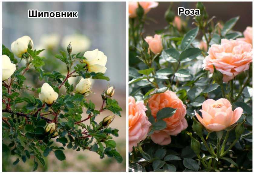 Как отличить розу от шиповника: особенные признаки