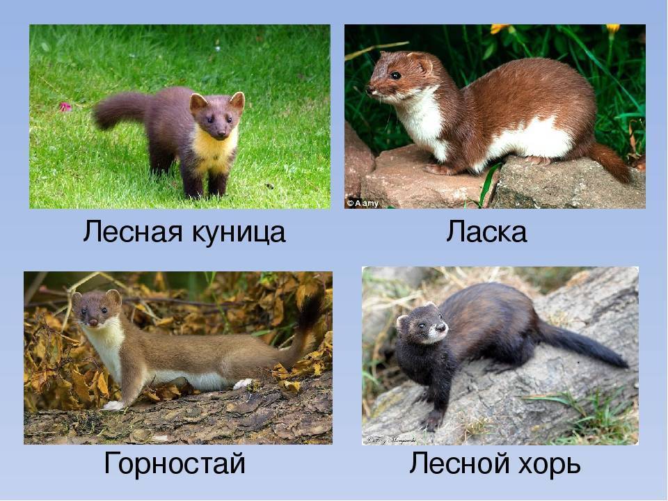 Про ласку и горностая - коротко