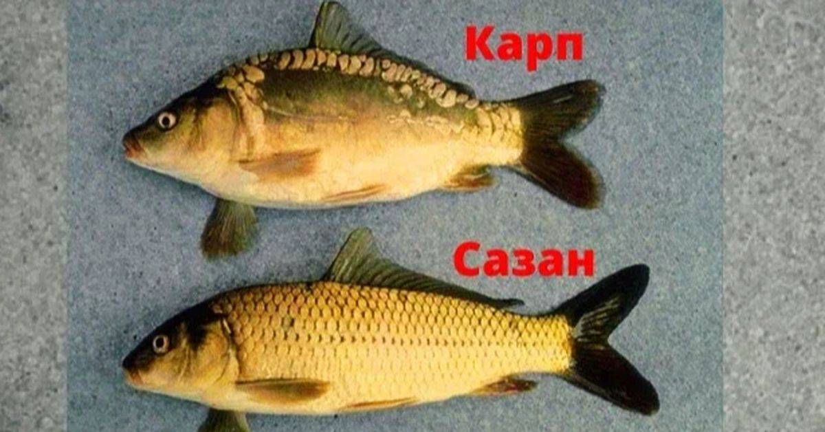 Чем отличается карп от сазана