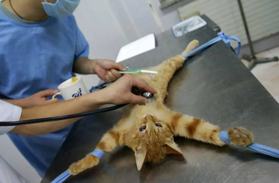 Кастрация и стерилизация: в чем разница | pet4me.ru