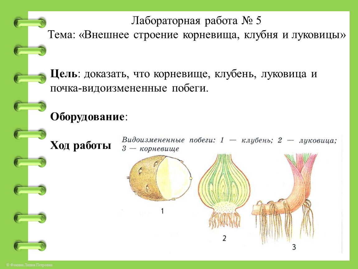Биология 6 класс учебник пасечник стр 88