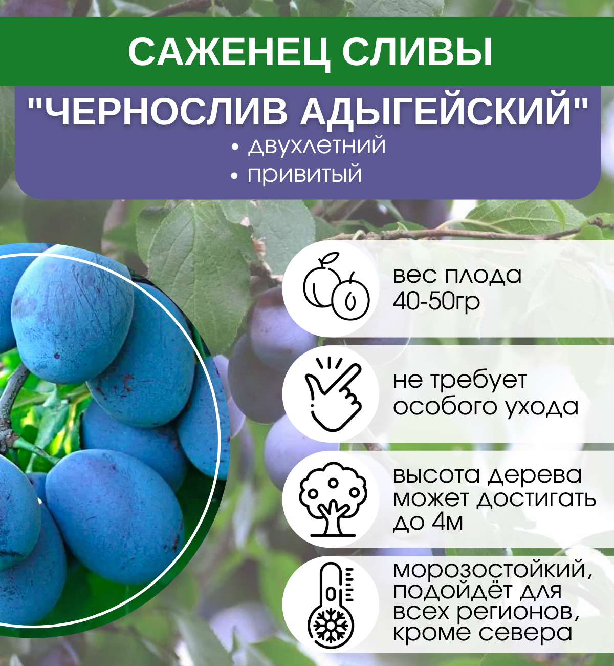 Чернослив Саженцы Сорта Фото Отзывы Садоводов