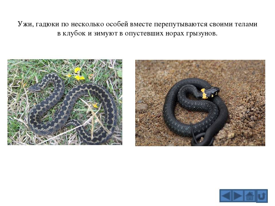 Чем отличается гадюка от ужа: сходство и различия