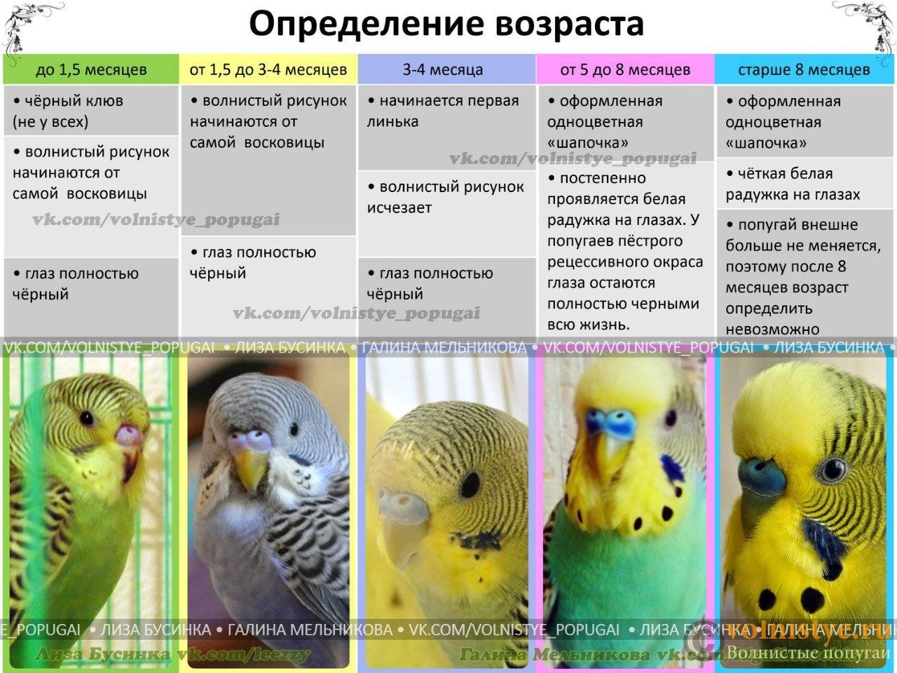 Как определить пол волнистого попугая: 8 шагов