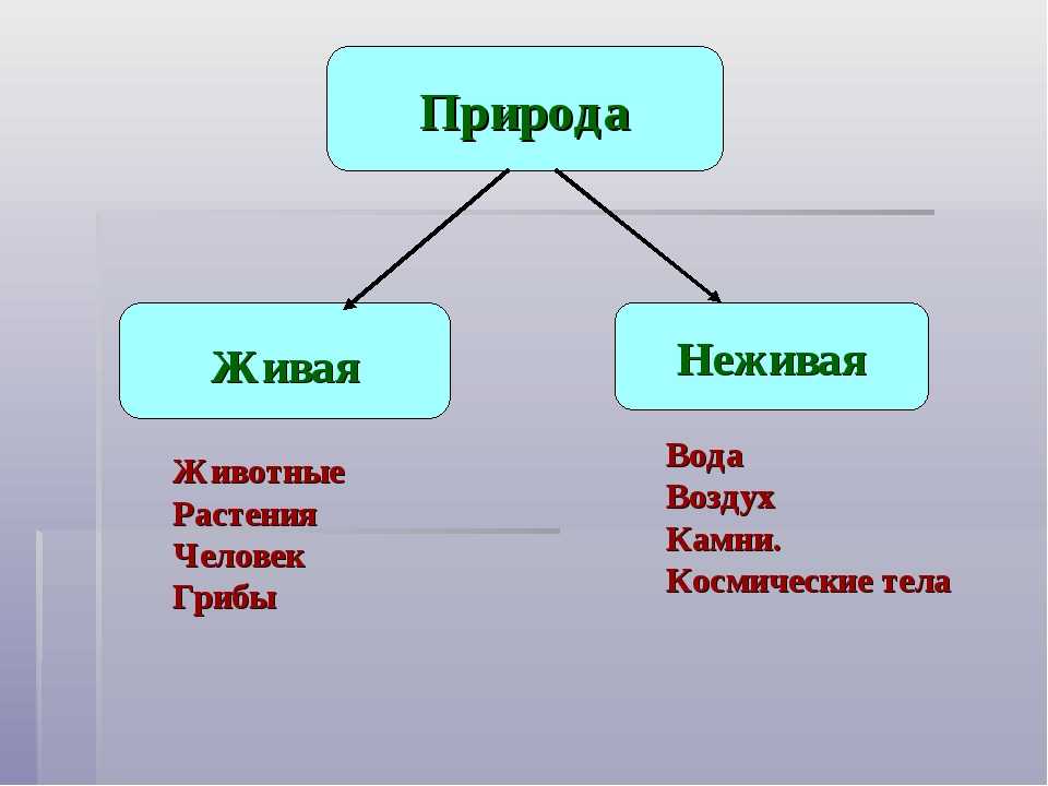 Живая и неживая природа - что относится, схема взаимодействия