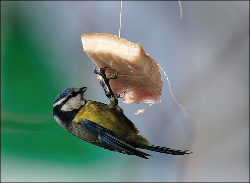 Чем кормить синиц зимой, как привлечь их на свой двор