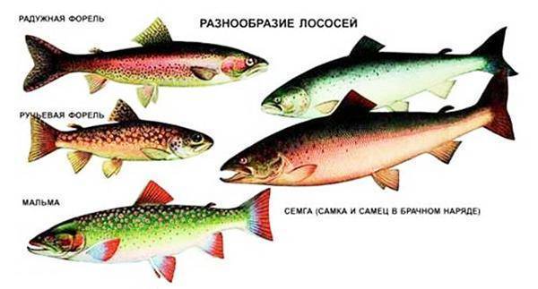 Есть ли разница между семгой и лососем