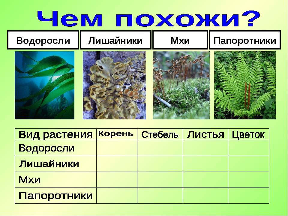 Сравнение и отличия циклов развития мхов и папоротников — от спорофита до гаметофита