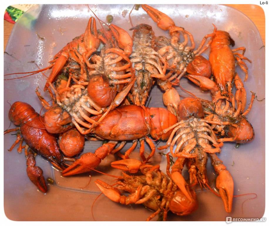 Что едят раки в домашних условиях: кормление аквариумных раков