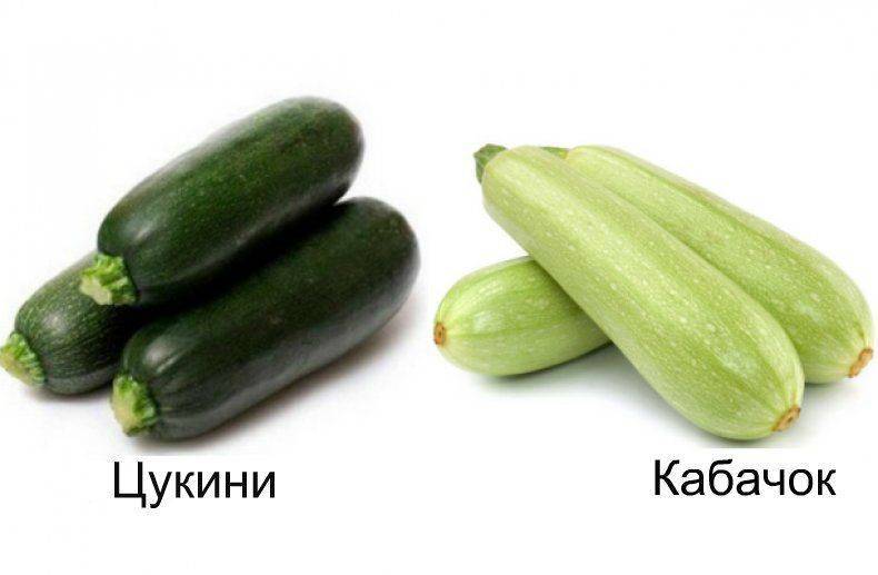 Разница между цуккини и кабачком