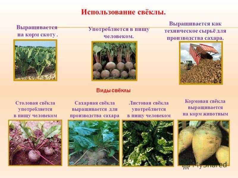 Чем отличается сахарная свекла от кормовой: основные различия