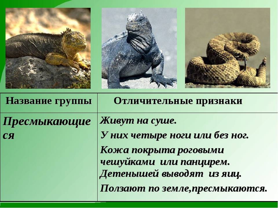 Отличие земноводных от пресмыкающихся таблица. разница между рептилиями и земноводными