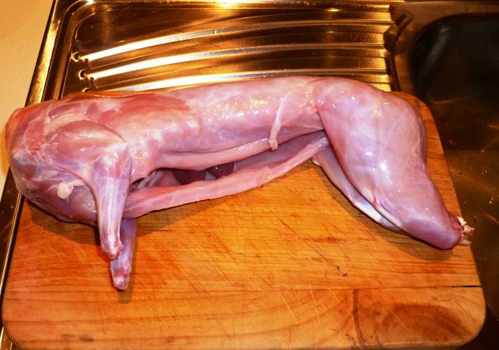 Как отличить зайца от кролика?