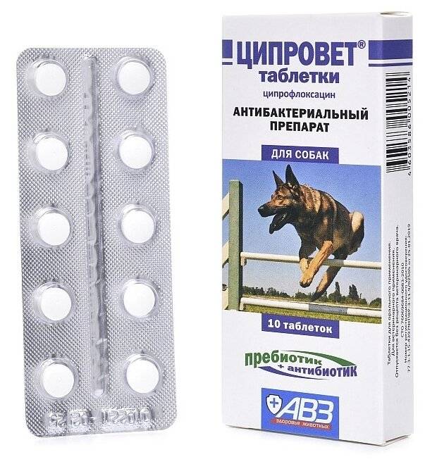Ципрофлоксацин для кошек: инструкция по применению