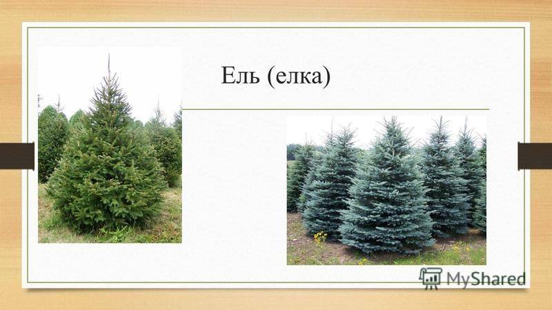 Чем отличается ель от елки: есть ли разница между деревьями, сравнение с сосной